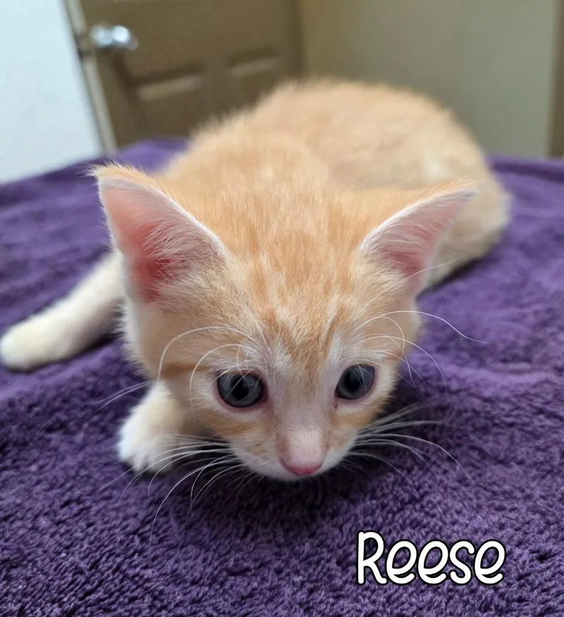 Reese thumbnail 2