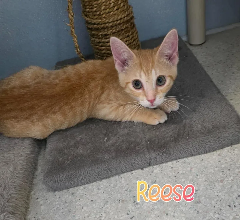 Reese thumbnail 3