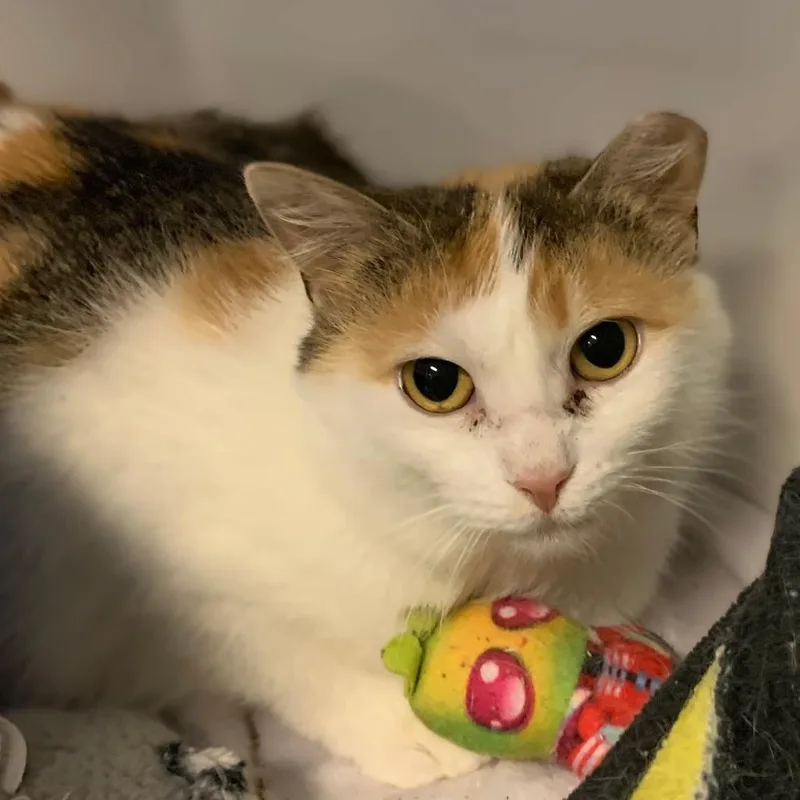 A young medium-sized female Torbie Domestic Short Hair cat named Rayna for adoption in Monroe, MI