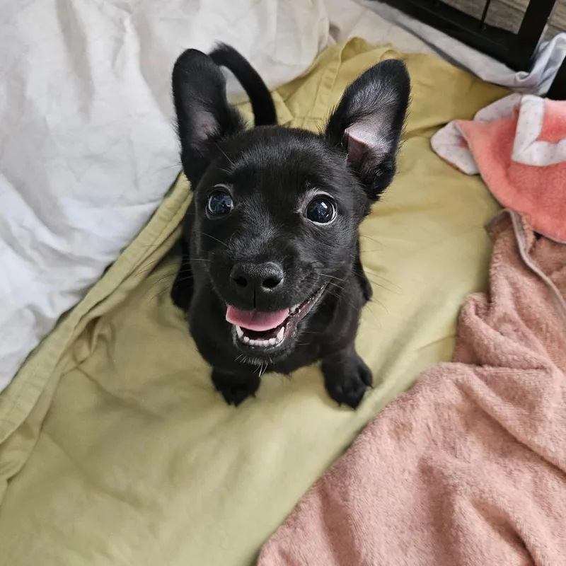 A baby small-sized male Terrier dog named Kombucha for adoption in Los Angeles, CA