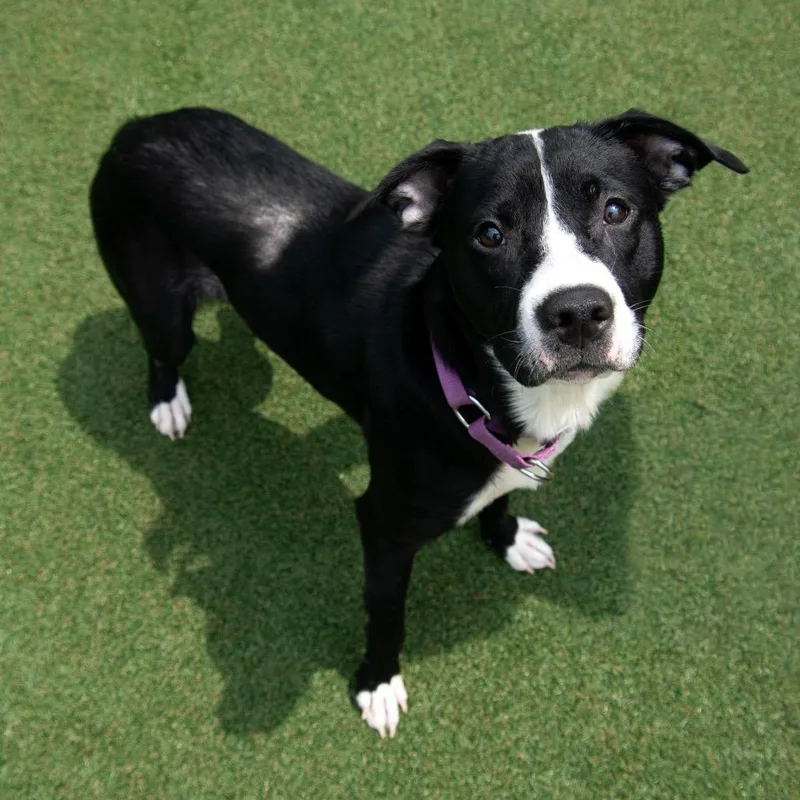 A young medium-sized male Black Pit Bull Terrier dog named Renegade for adoption in Parkersburg, WV