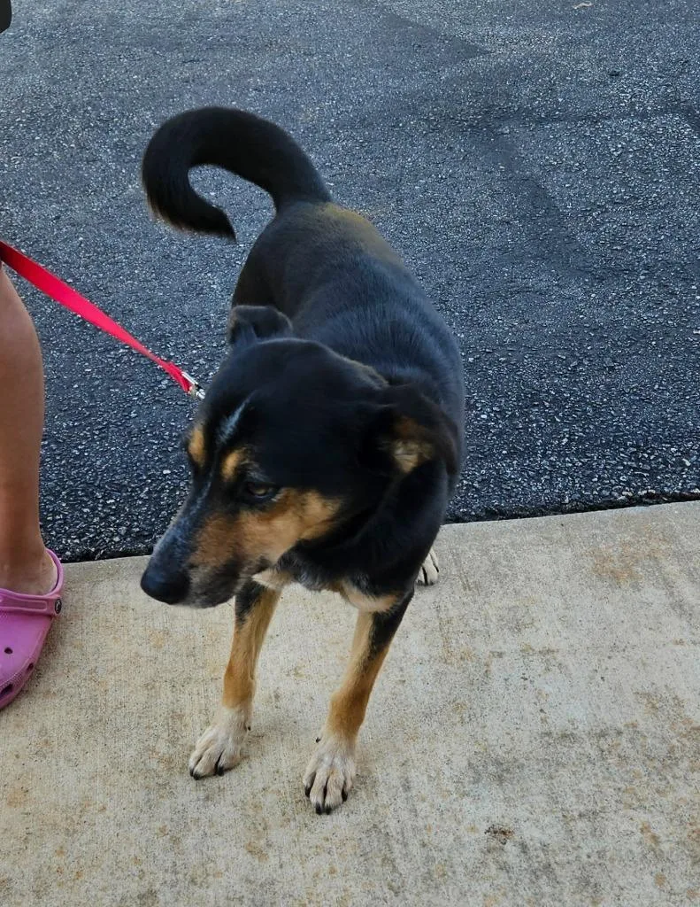 An adult medium-sized female German Shepherd Dog dog named Nala for adoption in Mocksville, NC