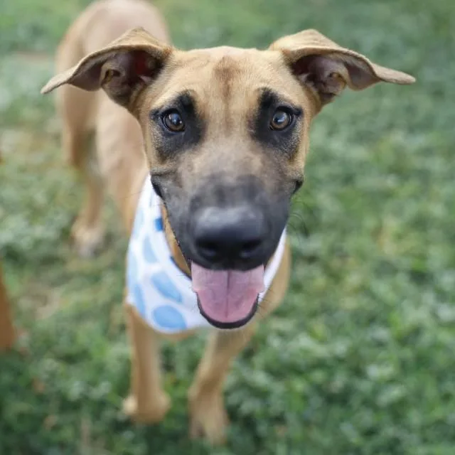 A young medium-sized male Shepherd dog named Simba for adoption in San Antonio, TX