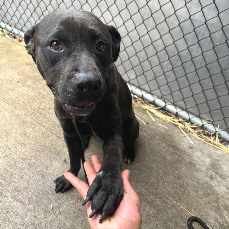 An adult medium-sized female Black Mixed Breed dog named Shelilah for adoption in Wheeling, IL