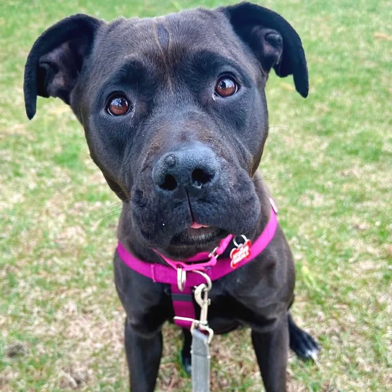 Shelilah thumbnail 2