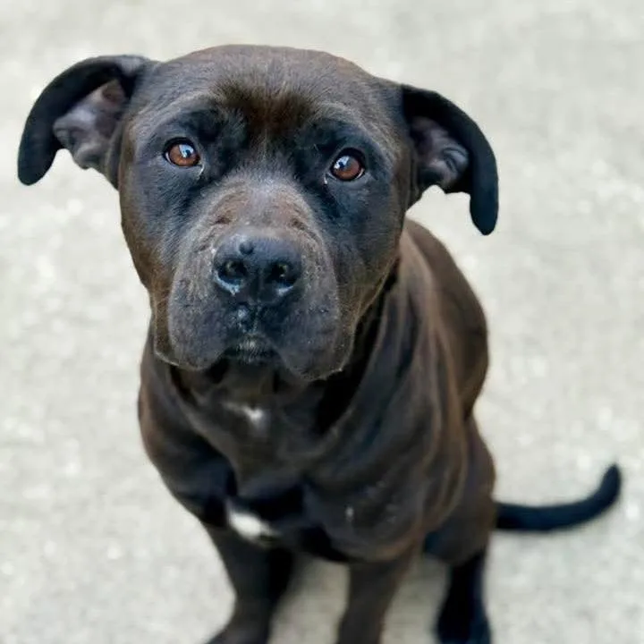 Shelilah thumbnail 3