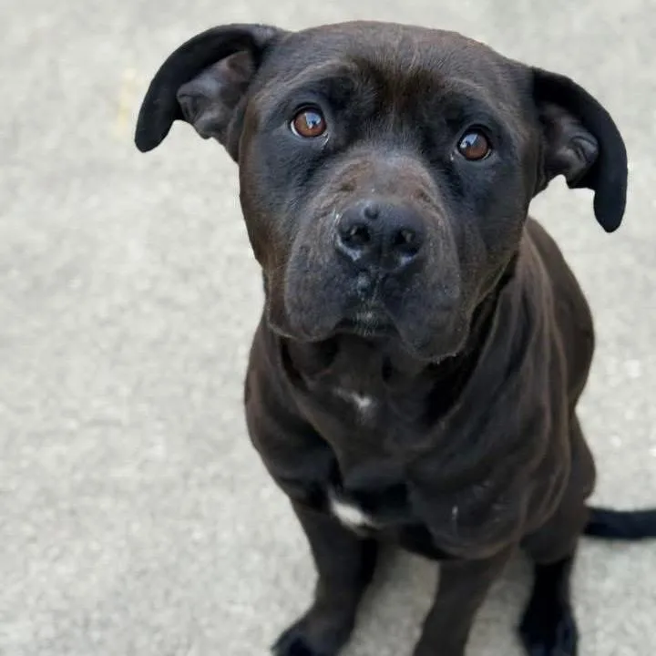 Shelilah thumbnail 4