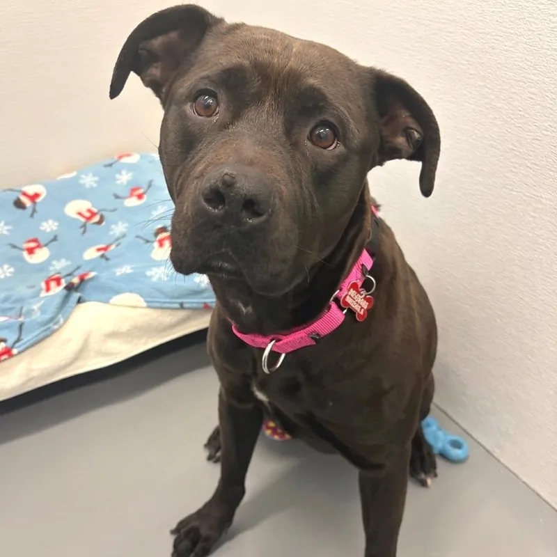 Shelilah thumbnail 6