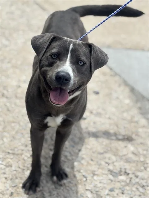 A young large-sized male Mixed Breed dog named Groovy for adoption in Dallas, TX