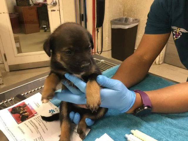 A baby small-sized male German Shepherd Dog dog named A for adoption in Riverside, CA