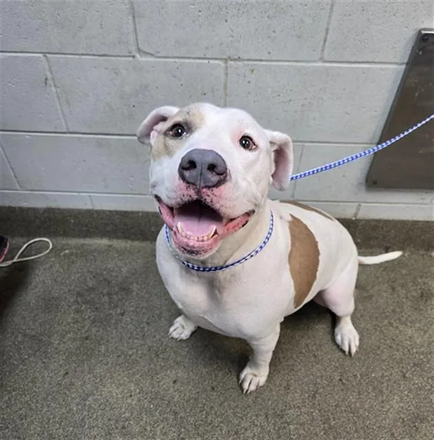 An adult medium-sized male Pit Bull Terrier dog named Tank for adoption in Jacksonville, FL