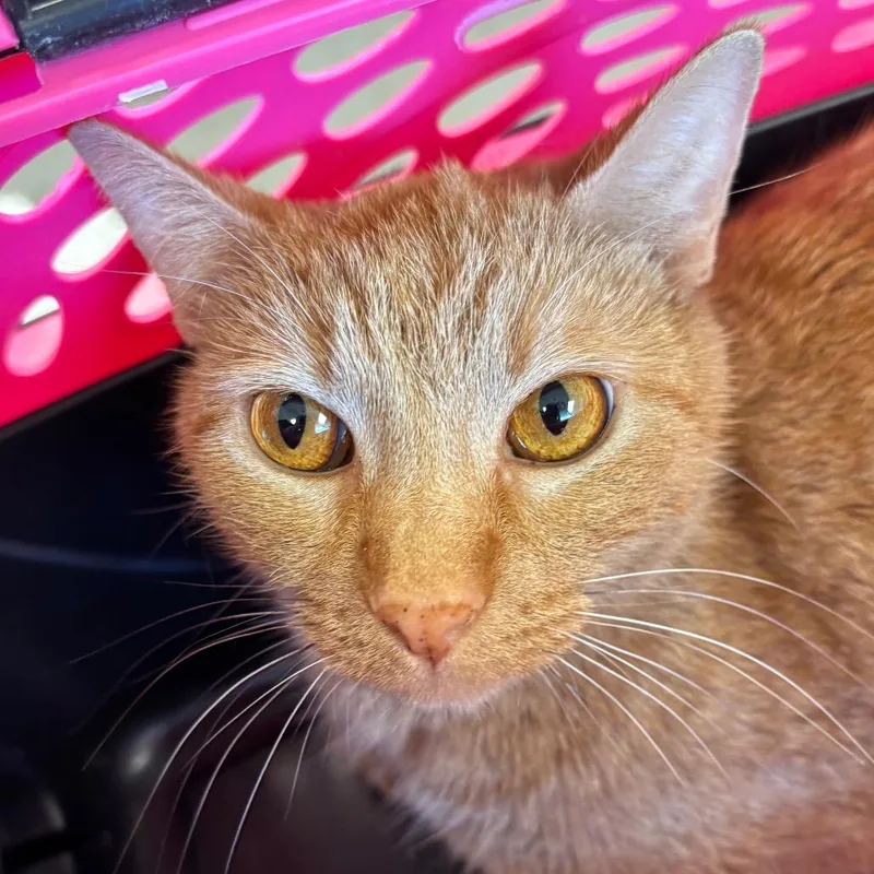 An adult medium-sized female Orange & White Domestic Short Hair cat named Shiloh for adoption in Evanston, IL