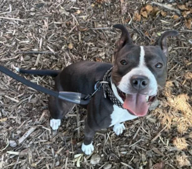 A young medium-sized female Pit Bull Terrier dog named Royalty for adoption in Olivehurst, CA