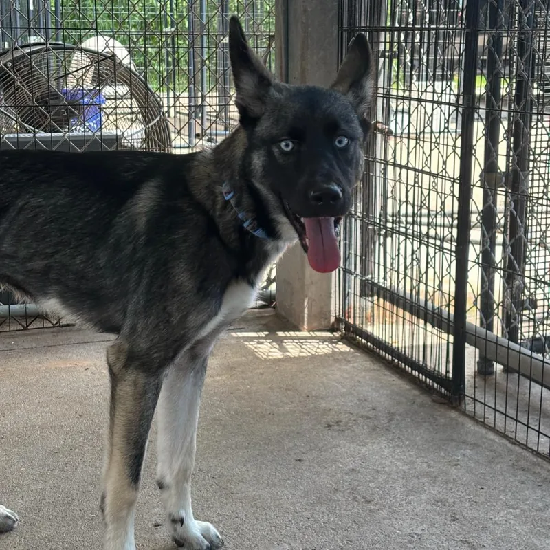 A young medium-sized male Black Mixed Breed dog named Webbs for adoption in Lake Jackson, TX