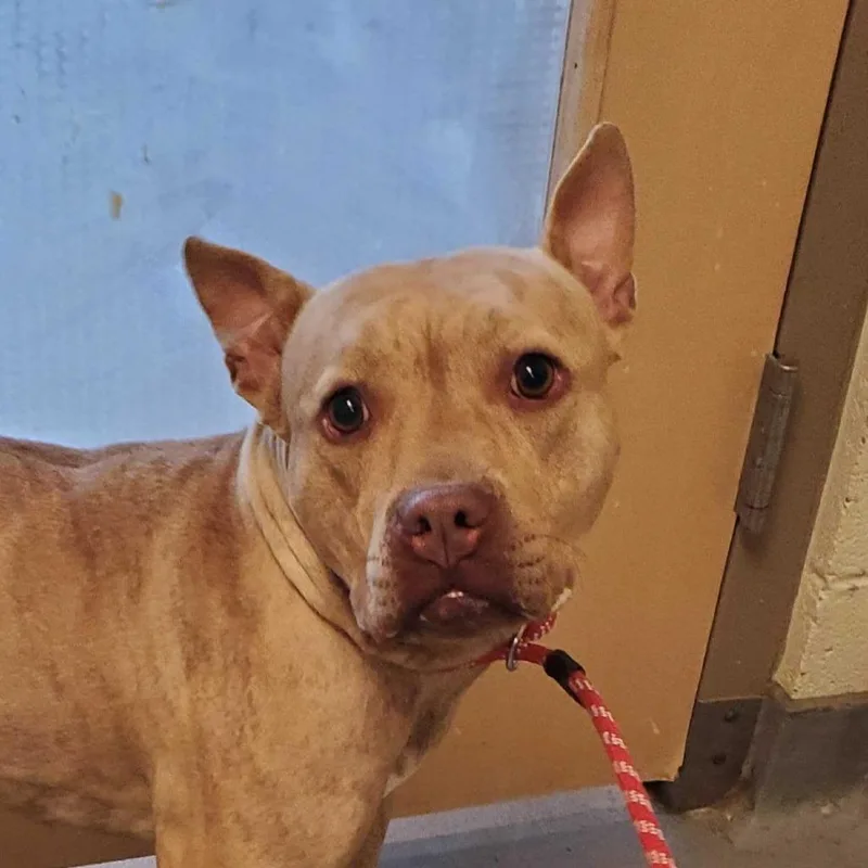 An adult medium-sized female Yellow / Tan / Blond / Fawn Mixed Breed dog named Nova for adoption in Asheville, NC