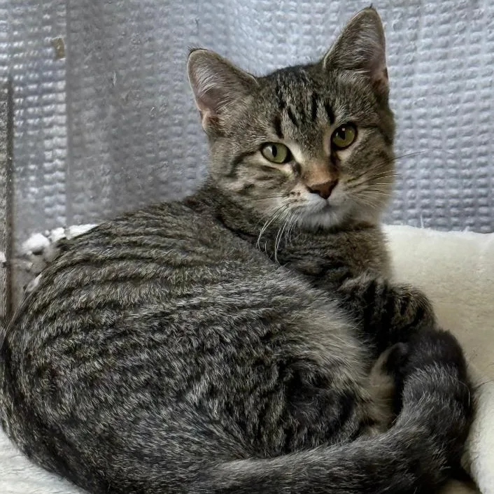 A young small-sized female Tabby (Brown / Chocolate) Domestic Short Hair cat named Daisy for adoption in Gresham, WI