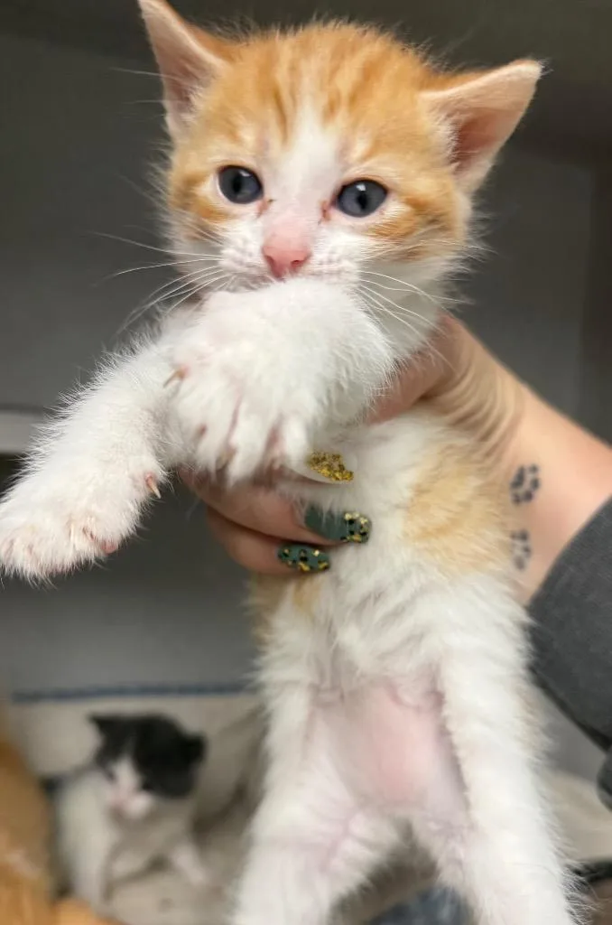A baby small-sized male Domestic Medium Hair cat named Stg Sonny for adoption in Greencastle, IN