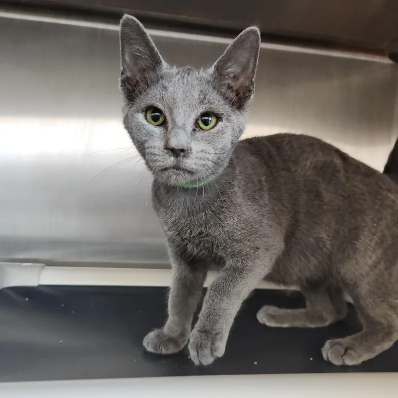 A baby small-sized female Gray / Blue / Silver Domestic Short Hair cat named Miley for adoption in Fort Wayne, IN