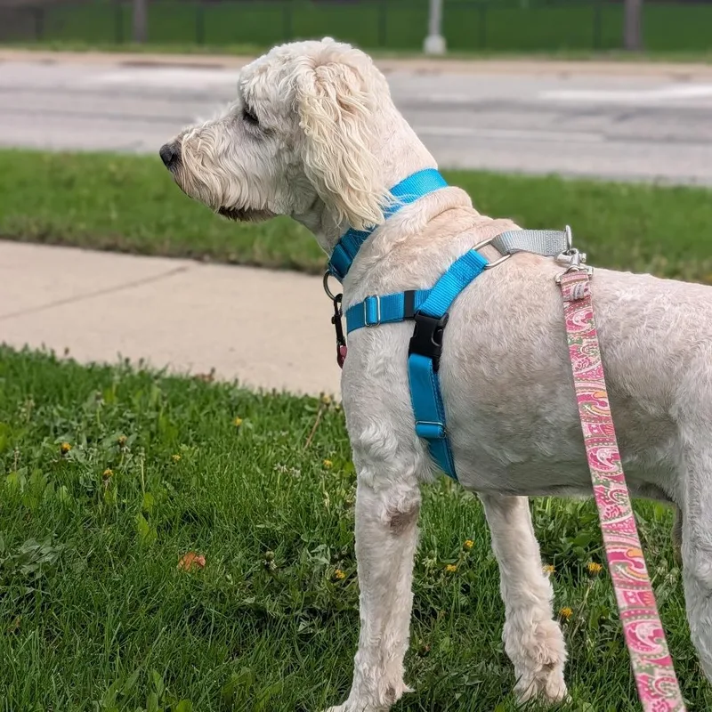 An adult medium-sized male White / Cream Mixed Breed dog named Noah for adoption in Naperville, IL