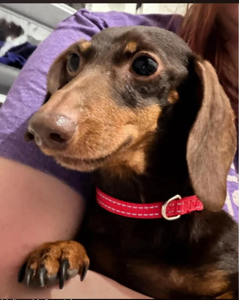 An adult small-sized female Dachshund dog named Lucy for adoption in Sioux Falls, SD