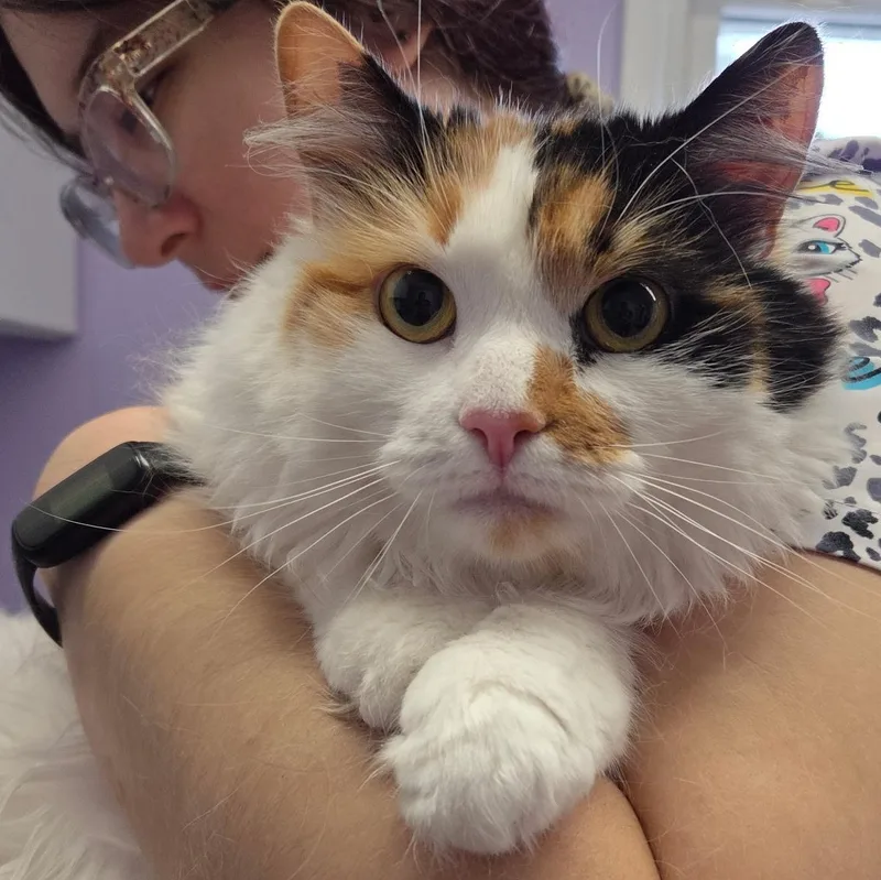 An adult medium-sized female Domestic Long Hair cat named Patches for adoption in Warwick, RI