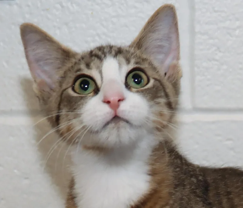 A baby medium-sized male Tabby (Brown / Chocolate) Tabby cat named Hua Hua for adoption in Euclid, OH