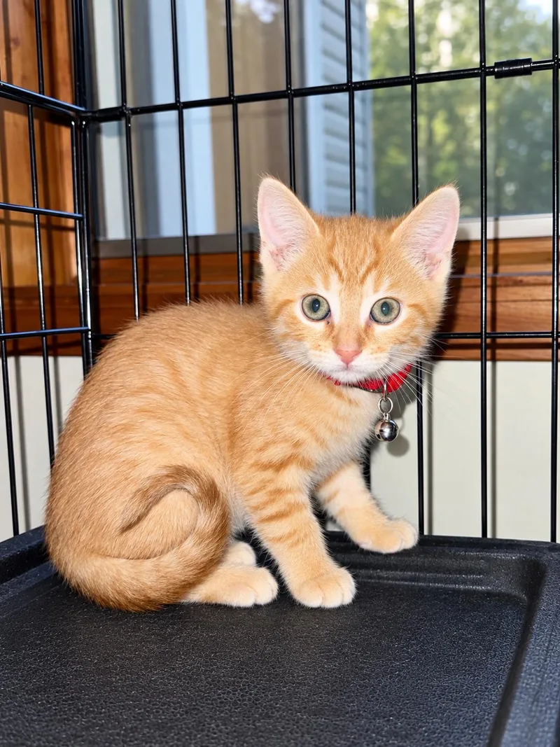 A baby small-sized male Domestic Short Hair cat named Monday for adoption in Hartland, MI