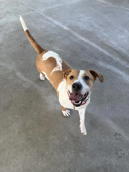 A young medium-sized male Terrier dog named Blu for adoption in Springfield, MO