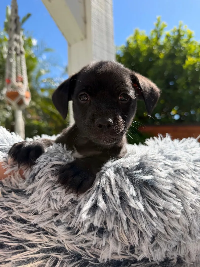 A baby small-sized male Chihuahua dog named Tank  Mica Litter for adoption in Los Angeles, CA