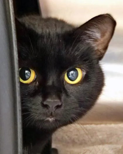 A young large-sized female Domestic Short Hair cat named Nero for adoption in Fishers, IN