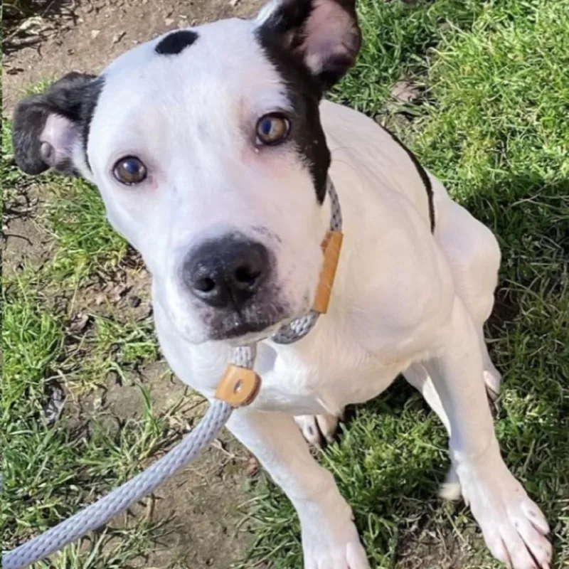 A young medium-sized female White / Cream Mixed Breed dog named Molly for adoption in Columbus, GA
