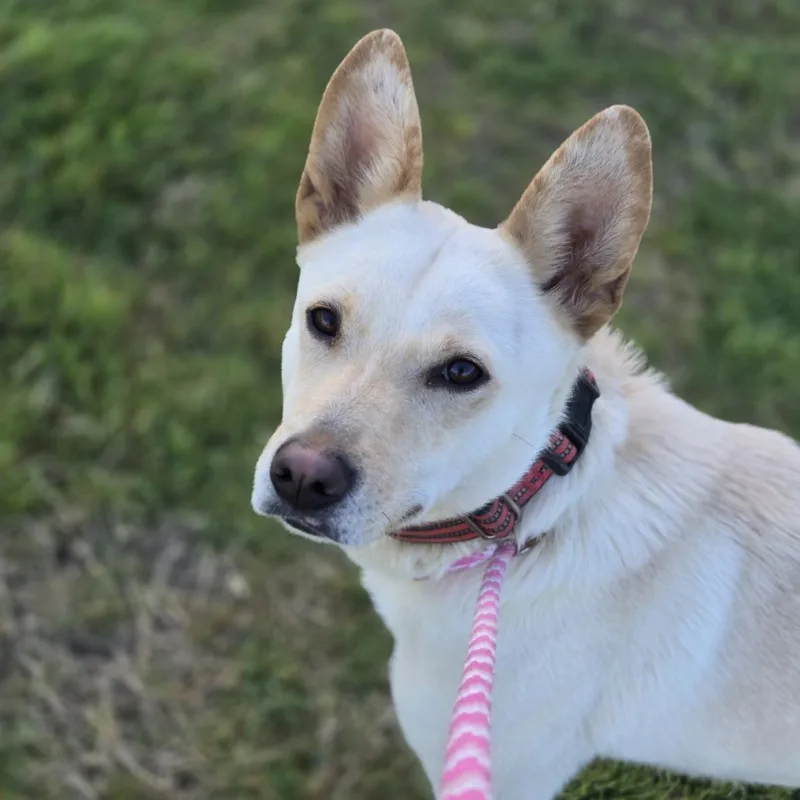 An adult medium-sized male Apricot / Beige German Shepherd Dog dog named Sirius for adoption in Mansfield, TX