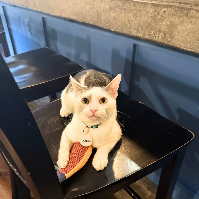 An adult medium-sized female Domestic Short Hair cat named Tootsie for adoption in Brooklyn, NY