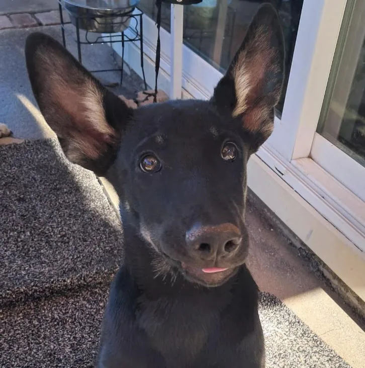 A baby medium-sized male Black German Shepherd Dog dog named Quartz for adoption in Davis, CA