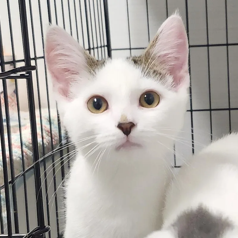 A baby small-sized male White Domestic Short Hair cat named Charlie for adoption in Novelty, OH