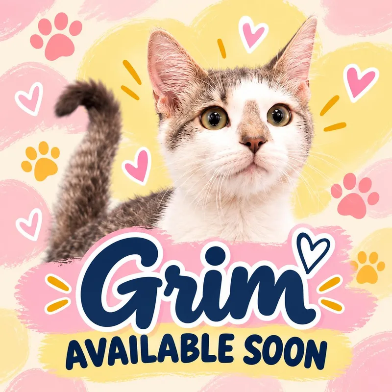 A young medium-sized male Gray & White Domestic Short Hair cat named Grim for adoption in Marshall, MO