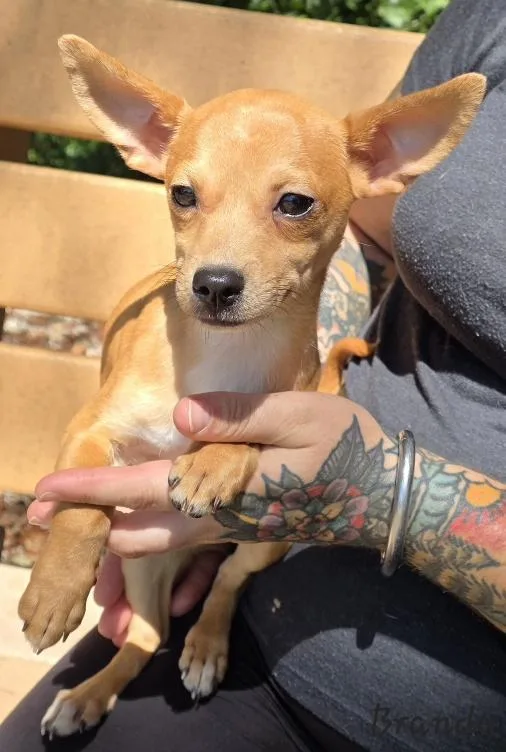 A baby small-sized female Chihuahua dog named Brandy for adoption in Key Largo, FL