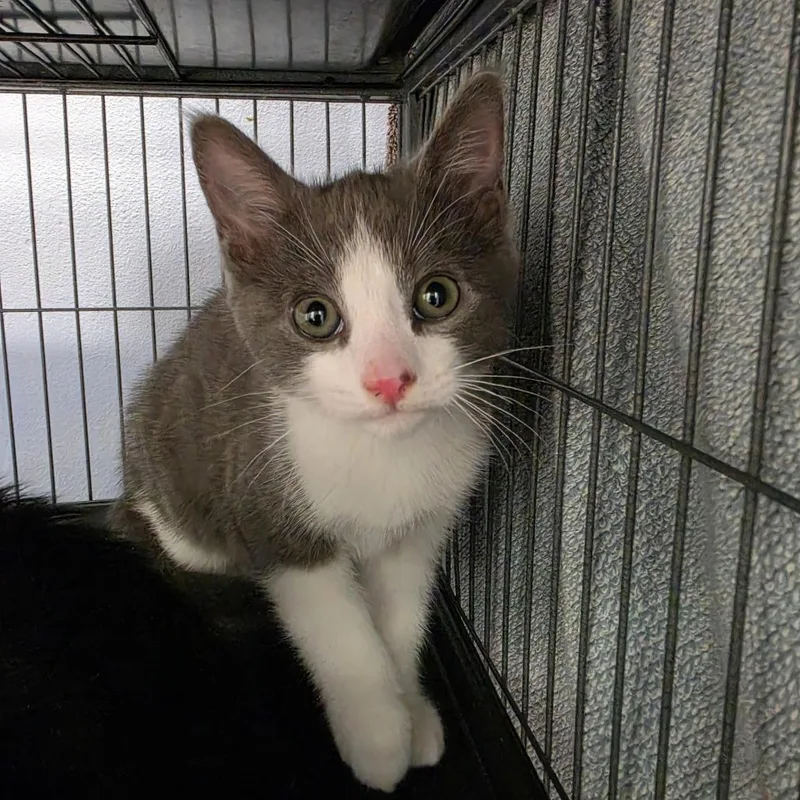 A baby small-sized male Gray / Blue / Silver Domestic Short Hair cat named William for adoption in Desert Hot Springs, CA