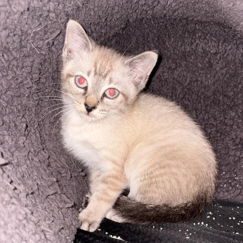 A baby small-sized male Cream / Ivory Siamese cat named Afortunado for adoption in South Elgin, IL