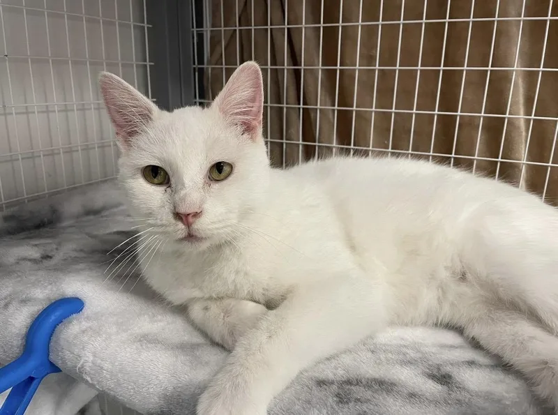 An adult medium-sized male White Domestic Short Hair cat named Biscuit for adoption in Hudsonville, MI