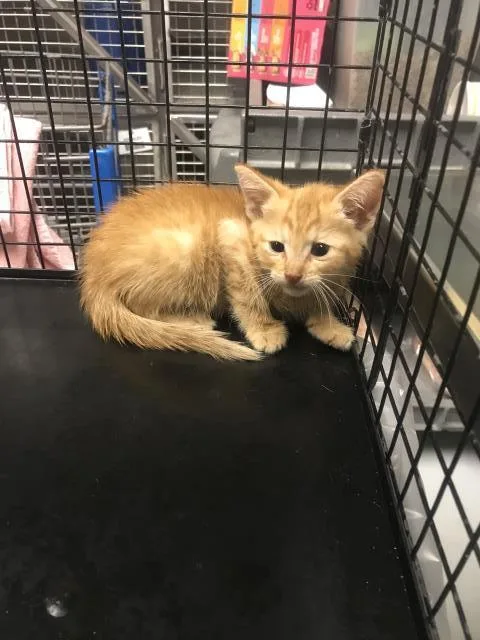 A baby small-sized male Domestic Short Hair cat named Cheezit for adoption in Conroe, TX