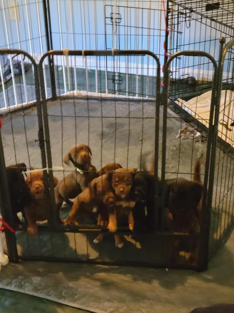 A baby medium-sized female Tricolor (Brown, Black, & White) Dachshund dog named Mothers Craving : Cupcake for adoption in Aurora, IN