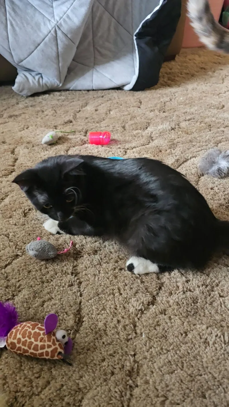 A baby medium-sized male Black & White / Tuxedo Domestic Medium Hair cat named Burt for adoption in Gardnerville, NV