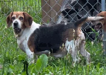 An adult medium-sized female Tricolor (Brown, Black, & White) Beagle dog named Sky for adoption in West Decatur, PA