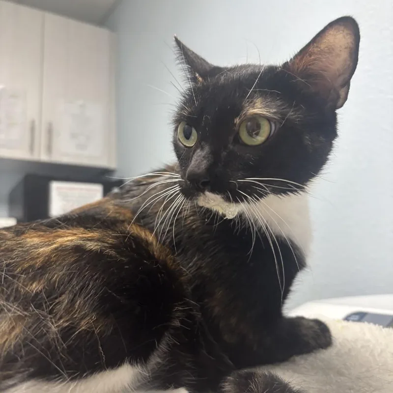 A young medium-sized female Calico Domestic Short Hair cat named Honey Muffin for adoption in Riverside, CA