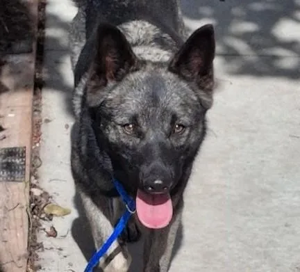 A young large-sized female Norwegian Elkhound dog named Lucy for adoption in Olathe, KS