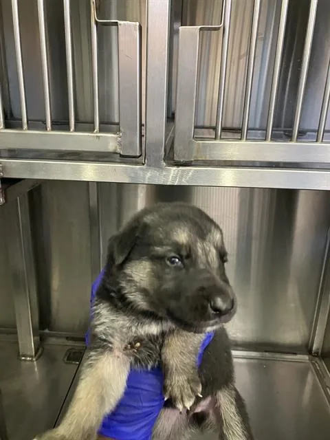 A baby small-sized male Mixed Breed dog named Gertie for adoption in Dallas, TX