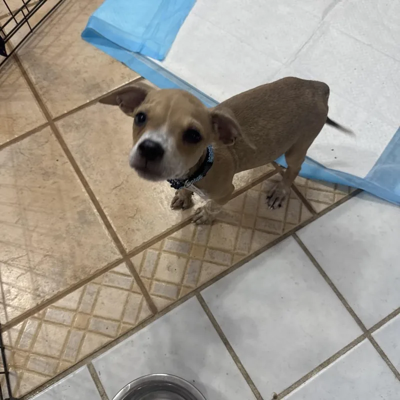 A baby small-sized female Yellow / Tan / Blond / Fawn Pit Bull Terrier dog named Nancy for adoption in West Plains, MO