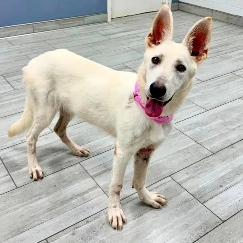 An adult medium-sized female White / Cream German Shepherd Dog dog named Becky for adoption in Lufkin, TX
