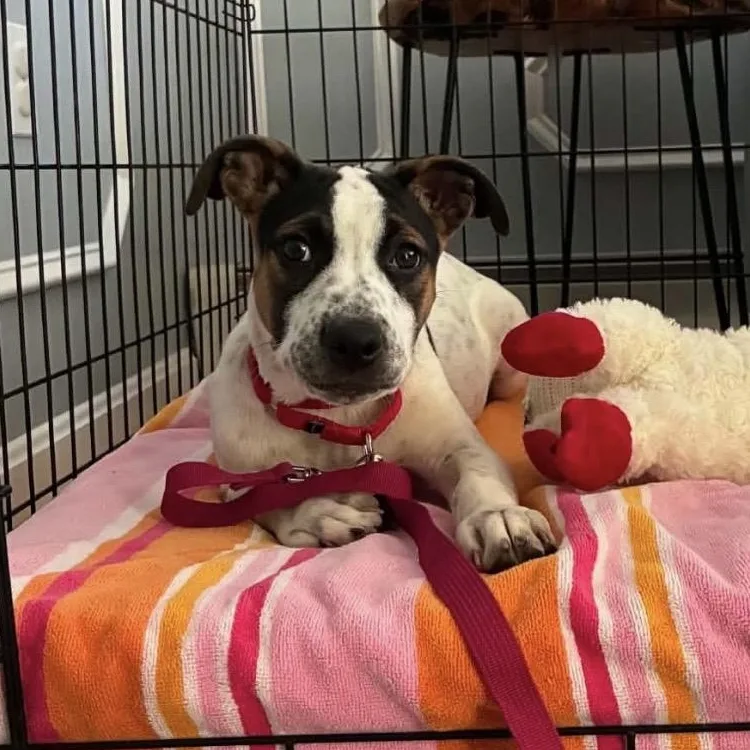 A baby medium-sized female Tricolor (Brown, Black, & White) Mixed Breed dog named Minnie for adoption in Pelham, NH